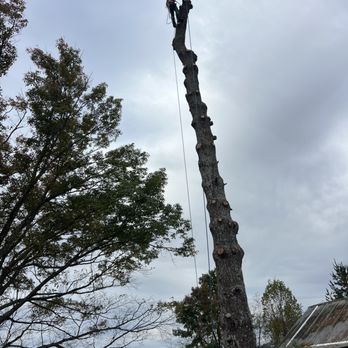 Precision Tree Solutions - Tree Services Near Me - Pinnacle, North Carolina Precision Tree Solutions - Tree Services Near Me - Pinnacle, North Carolina