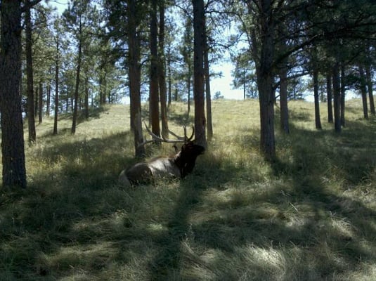 Bear Country USA by null