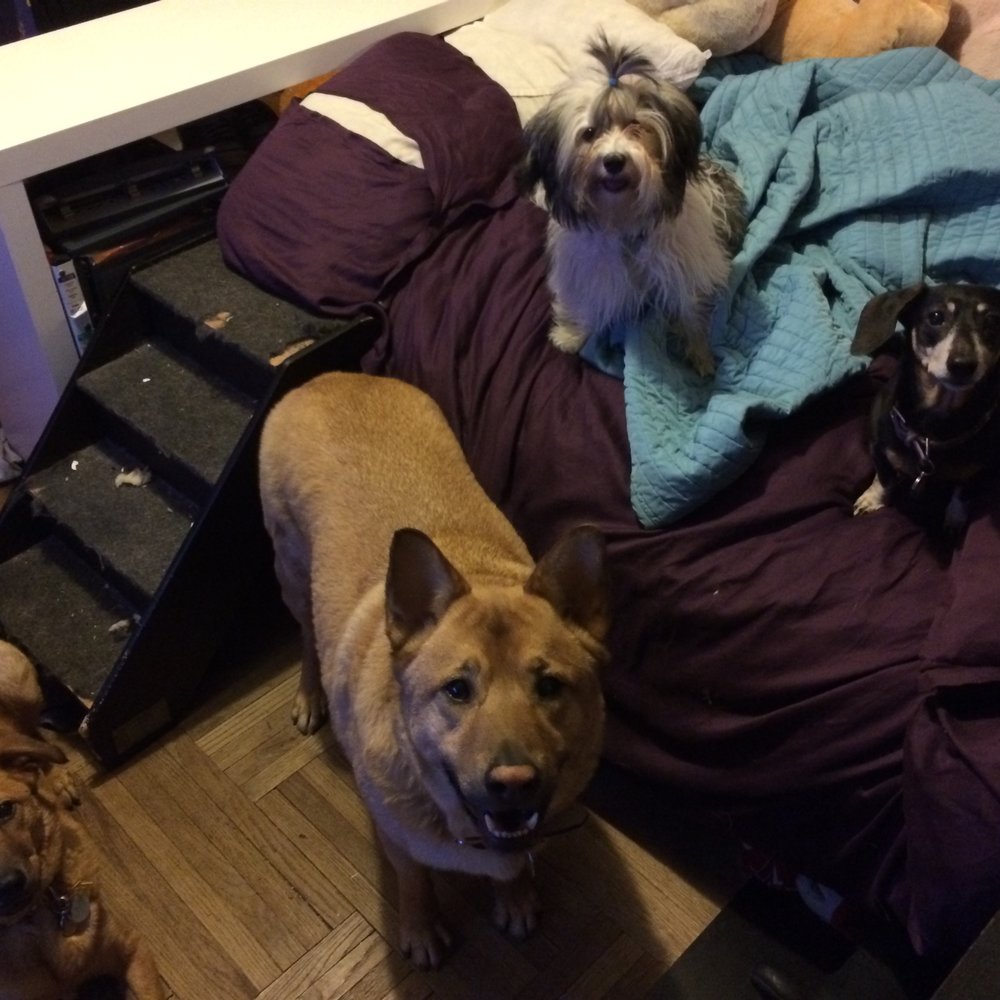 ProiettoVets - Dr. Rob takes amazing care of all 4 of my crazy dogs. - Veterinarians Near Me ProiettoVets - Dr. Rob takes amazing care of all 4 of my crazy dogs. - Veterinarians Near Me