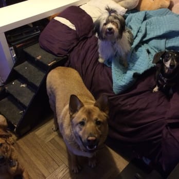 ProiettoVets - Dr. Rob takes amazing care of all 4 of my crazy dogs. - Veterinarians Near Me ProiettoVets - Dr. Rob takes amazing care of all 4 of my crazy dogs. - Veterinarians Near Me