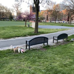 Freedom for the dogs in the early morning hours!! No one is here! Freedom for the dogs in the early morning hours!! No one is here!