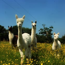 The Llama Park - Some of our younger girls having a frolic in the buttercups