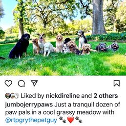 Jerry, on far left, with his paw pals Jerry, on far left, with his paw pals