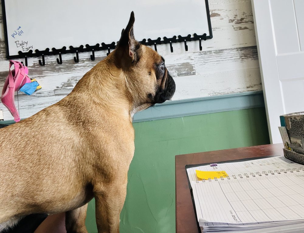 DOG WASH OF TAHOE Updated September 2024 186 Photos & 82 Reviews 3455 Lake Tahoe Blvd