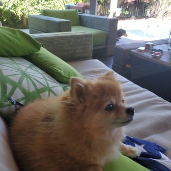 PetSmart - Dr West and his staff brought our little Goldie back to life.  Dr West is our Super Hero!! A small miracle! Ty for saving our baby - Pet Groomers Near Me - Roseville, California