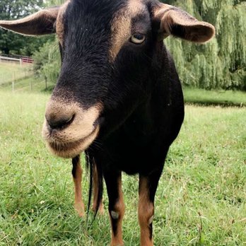 Farm Sanctuary - Animal Shelters Near Me - Watkins Glen, New York Farm Sanctuary - Animal Shelters Near Me - Watkins Glen, New York