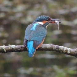 Forest Farm and Glamorgan Canal - Kingfisher with lunch