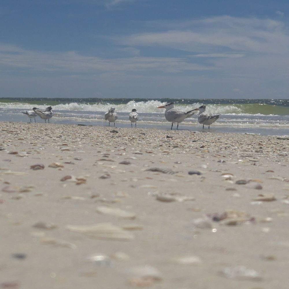 Coquina Beach - Beaches Near Me - Bradenton Beach, Florida Coquina Beach - Beaches Near Me - Bradenton Beach, Florida