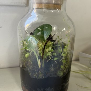 Plantoem - Cafes Near Me - Honolulu, Hawaii