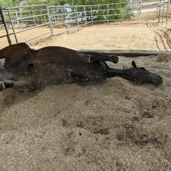 La Tuna Stables - He just got new shavings, rolling around in his large stall - Horse Boarding Near Me - Sun Valley, California