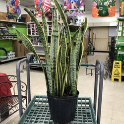 Westminster Nursery & Garden Center - I took her home with me!