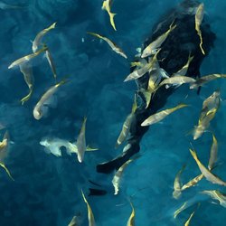 Looe Key Dive Center