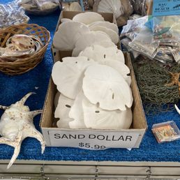 Sand dollars