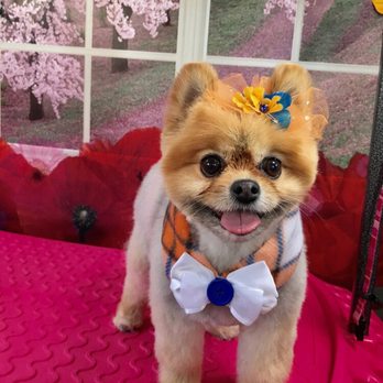 Blooming Mobile Grooming - Pet Groomers Near Me Blooming Mobile Grooming - Pet Groomers Near Me
