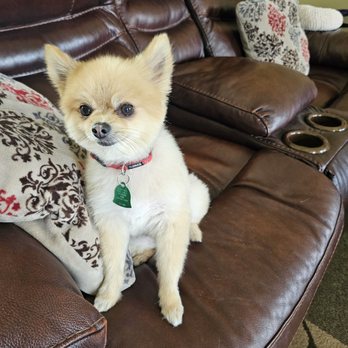 Canine Cuts Grooming Salon - Pet Sitting Near Me - Johnstown, Colorado Canine Cuts Grooming Salon - Pet Sitting Near Me - Johnstown, Colorado