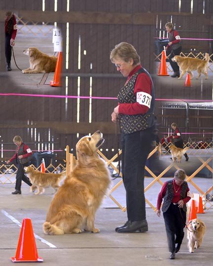 K9 RALLY - San Jose, California - Pet Training - Phone Number - Yelp