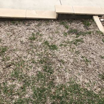 Emerald Lawns - Lawn after 7 months of start of treatment - Tree Services Near Me - Round Rock, Texas