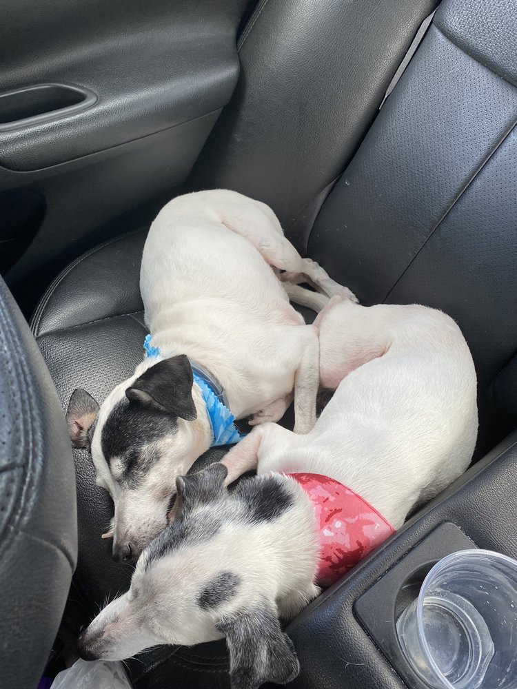 TREASURE COAST PET GROOMING Updated August 2024 2321 NE Dixie Hwy, Jensen Beach, Florida