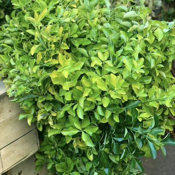 US Evergreens - Euonymus - Florists Near Me - New York, New York US Evergreens - Euonymus - Florists Near Me - New York, New York