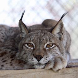 Center for Animal Research and Education - Malika the lynx