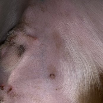 Most Valuable Pets - Side view, you can see the dried blood and small cuts on his genitals. - Pet Stores Near Me - Lexington, Kentucky Most Valuable Pets - Side view, you can see the dried blood and small cuts on his genitals. - Pet Stores Near Me - Lexington, Kentucky