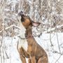 Photo of Boston Dogtor