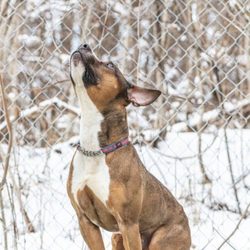 Boston Dogtor - Quintus making eye contact and being obedient and a good boy!