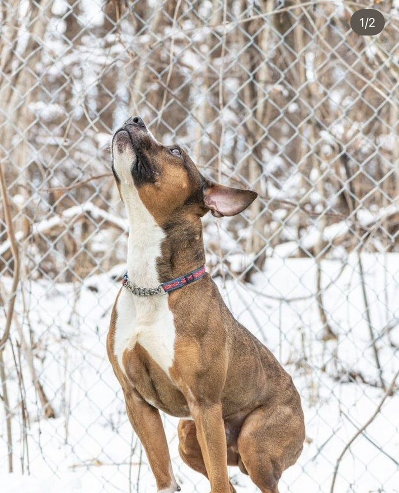 Boston Dogtor - pet boarding facility in Southborough, MA