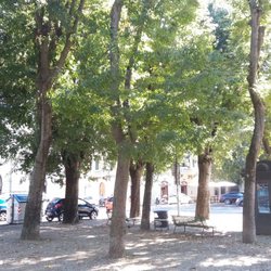 Piazza Ferrucci - Gli alberi della Piazza