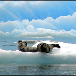 Alaska Waters Inc. - Seals in LeConte Bay