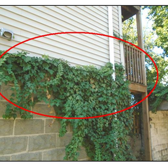 Agile Engineering - Ivy growing into basement: Andy didn't notice - Structural Engineers Near Me - Quincy, Massachusetts