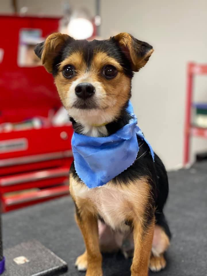 GROOMING BY MIA Updated July 2024 11 Photos 111 Mayfield Dr