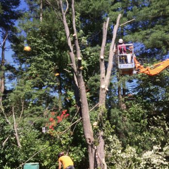SavATree Hadley - Tree Services Near Me - Hadley, Massachusetts