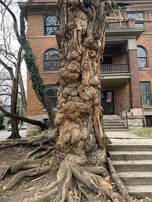 The Witches' Tree by null