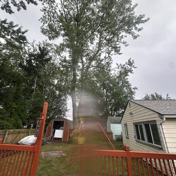 AAA Dennis'trees - After. - Tree Services Near Me - Buffalo, New York AAA Dennis'trees - After. - Tree Services Near Me - Buffalo, New York