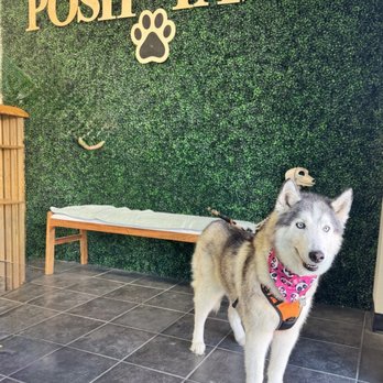 Posh Paws - Posh Paws groomer : Sky leaving feeling like a million bucks - Pet Groomers Near Me - Downey, California Posh Paws - Posh Paws groomer : Sky leaving feeling like a million bucks - Pet Groomers Near Me - Downey, California