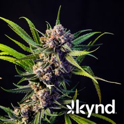 AYR Dispensary Woodmere - OHIO