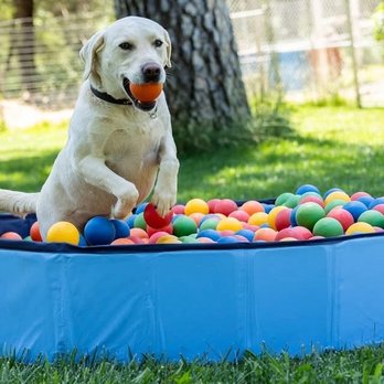 PAWS'itive Pals Dog Training - Luka having fun at Pawsitive Pals - Pet Training Near Me - Grass Valley, California
