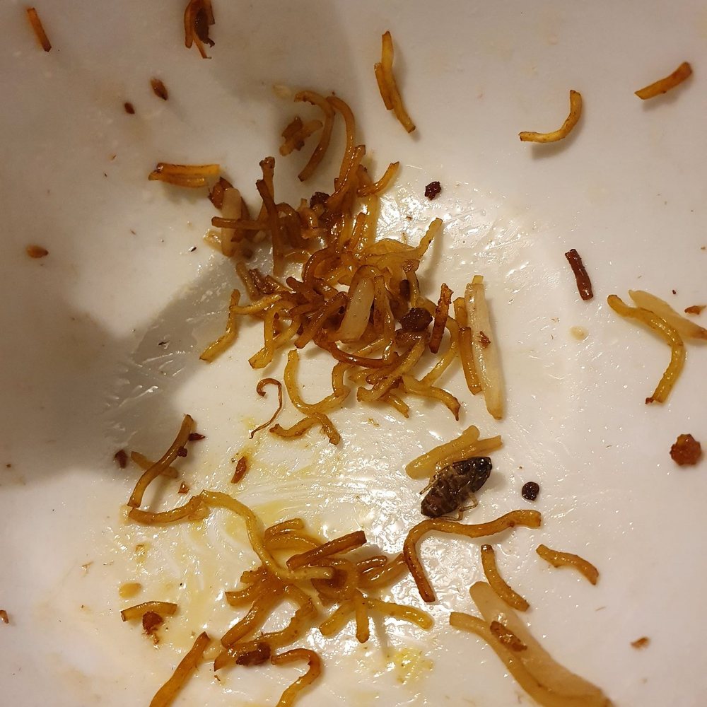 East Ocean Restaurant - See the bug in there? Unfortunately, I didn't find this bug until I was done with my food. This is the SECOND TIME that happened. - Seafood Near Me - Quincy, Massachusetts East Ocean Restaurant - See the bug in there? Unfortunately, I didn't find this bug until I was done with my food. This is the SECOND TIME that happened. - Seafood Near Me - Quincy, Massachusetts