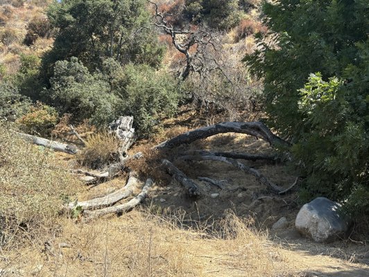 Eaton Canyon Falls by null