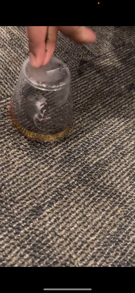 Wake County Shrine Club - wedding in Raleigh, NC