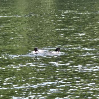 Lake Chaubunagungamaug - Loons - Lakes Near Me - Webster, Massachusetts