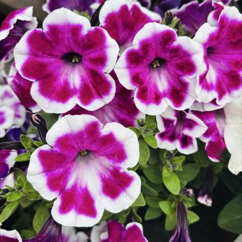 Armstrong Garden Centers - Nurseries & Gardening Near Me - Glendora, California