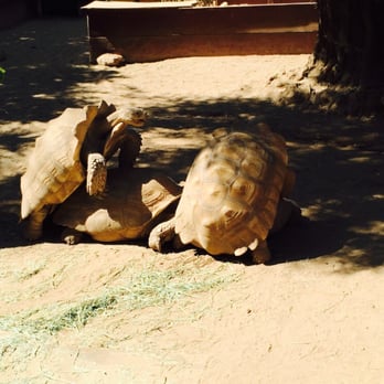 Wildlife Learning Center - There might be more tortoises added to the learning center soon lol ! - Zoos Near Me - Sylmar, California Wildlife Learning Center - There might be more tortoises added to the learning center soon lol ! - Zoos Near Me - Sylmar, California