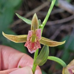 Little Tujunga Canyon - Stream orchid