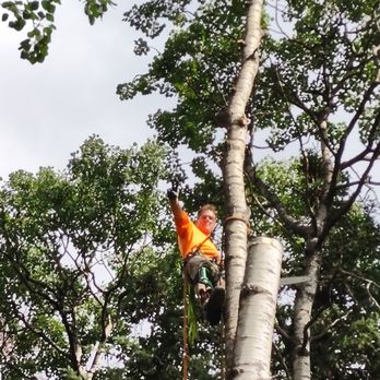 Rice And Company Tree Service - Tree Services Near Me Rice And Company Tree Service - Tree Services Near Me