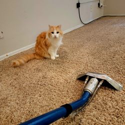 Cruz Steam Cleaning - We have products that are safe for pets and kids. Give us a call at 323-629-7909