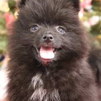 Passionate PomPoms - Pet Breeders Near Me Passionate PomPoms - Pet Breeders Near Me