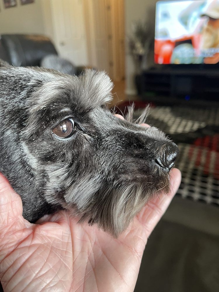 BELINDA’S PET GROOMING Pet Groomers in Prescott Valley, Arizona at