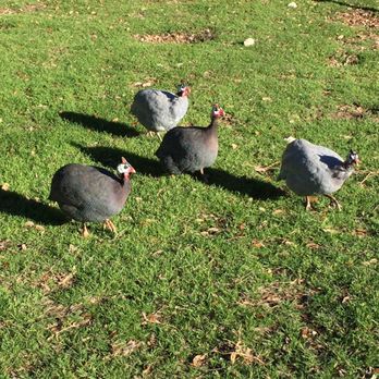 Austin Zoo - Guineafowl - Zoos Near Me - Austin, Texas Austin Zoo - Guineafowl - Zoos Near Me - Austin, Texas